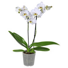 Orchidee, Weiß