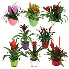 Bromelija deluxe