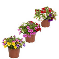 Petunia Trio