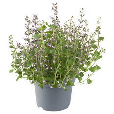 Stauden Calamintha Marvelette