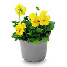 Violen, Viola cornuta