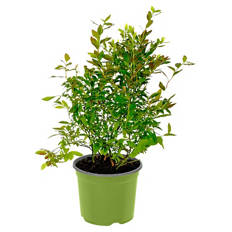 Bio-Obst-Baum oder -Strauch, Brombeere