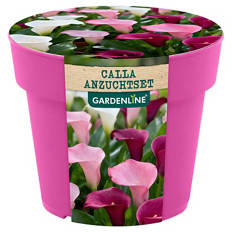 Calla Anzuchtset