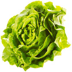 Kopfsalat Stück
