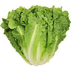 Endiviensalat Stück