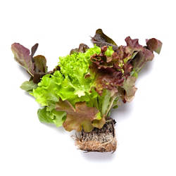 Bunter Salat mit Wurzelballen Stück