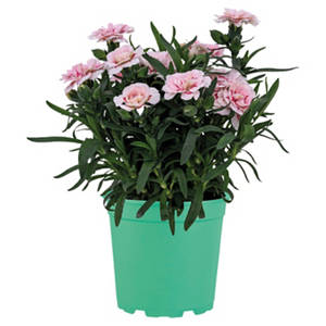 Dianthus Oscar, Rosa