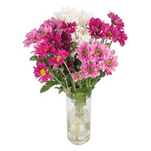 Spray Chrysanthemum