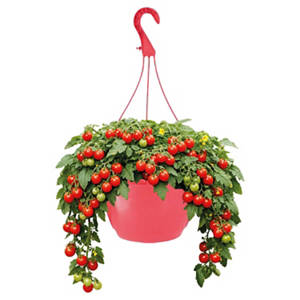 Tomatenampel, Tumbling Rot