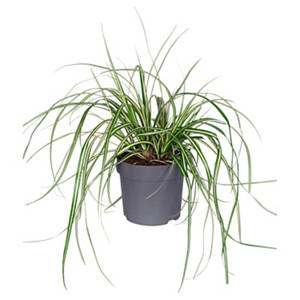 Carex Evergold