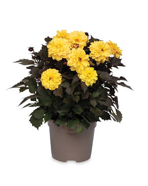 Dahlia Collection