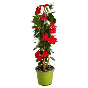Dipladenie Pyramide, Rot
