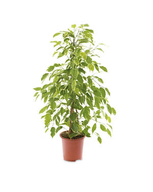 Ficus Golden King Large House Plant