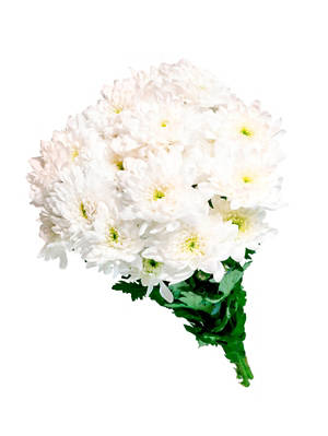 Chrysanthemen Longlife, weiß
