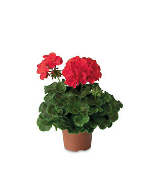 Geranium