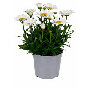 Stauden Leucanthemum Western Star