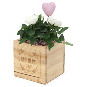 Rose im Holztopf