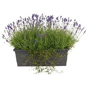 Lavendel Balkonkasten XL 50 cm