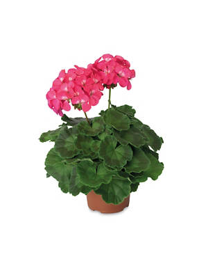 Geranium