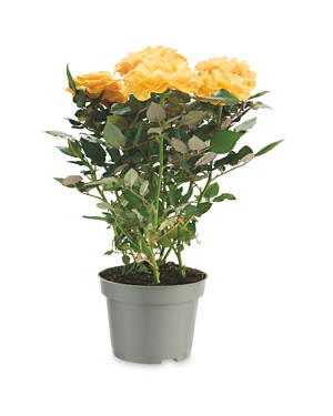 Mini Rose