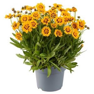 Stauden Coreopsis Sunfire
