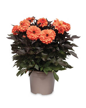 Dahlia Collection