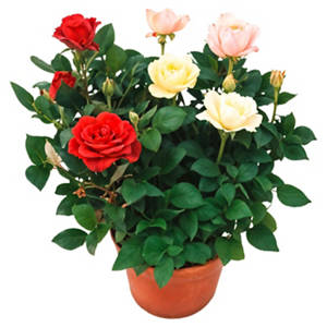 Rose im 14-cm-Topf