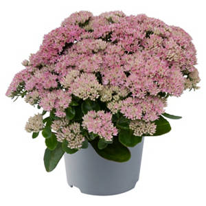 Stauden Sedum Telephium