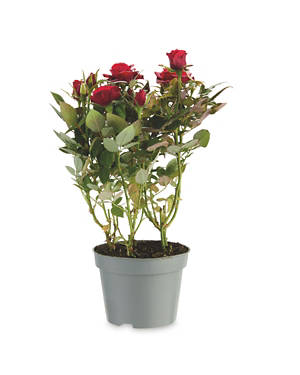 Mini Rose