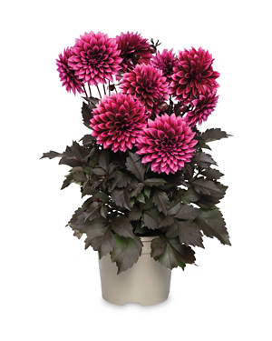 Dahlia Collection