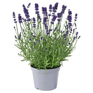 Stauden Lavendel Blue Scent