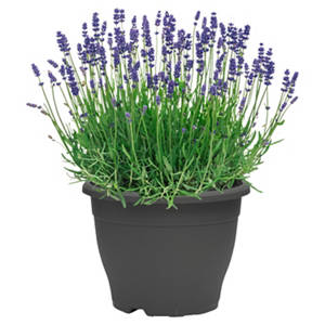 Lavendel 26 cm