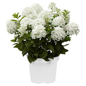 Hortensie Weiß