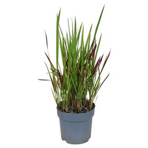 Imperata Red Baron