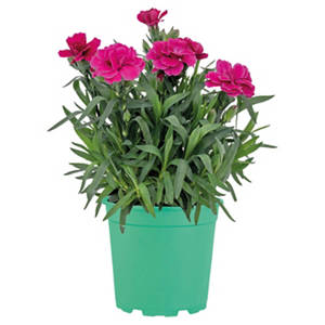Dianthus Oscar, Pink
