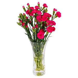 Carnations