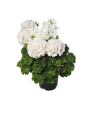 Geranium