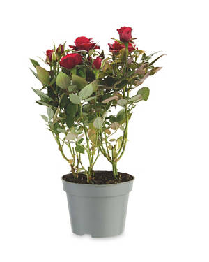Mini Rose