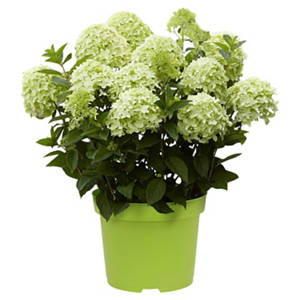 Hortensie Weiß Grün
