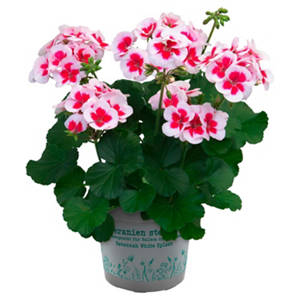 Premium-Geranien, White Splash