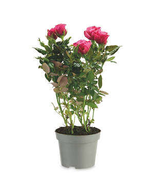 Mini Rose