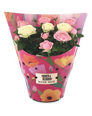 M&S Rose D'Anjou