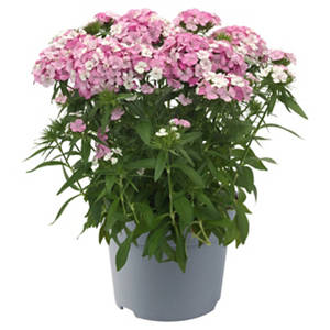 Stauden Dianthus Barbatus