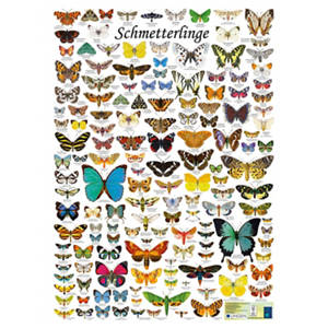 Vorschul- und Kindergartenbücher, Schmetterlinge