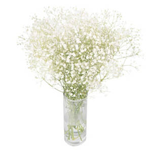 British Gypsophila