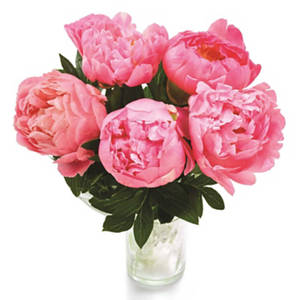 Peonies