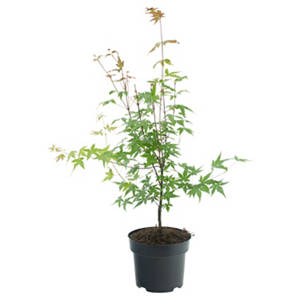 Ahorn, Palmatum