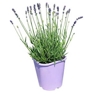 Lavendel Essence