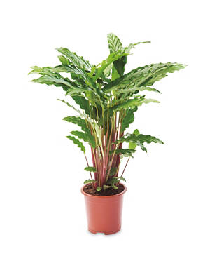 Monstera Large House Plant