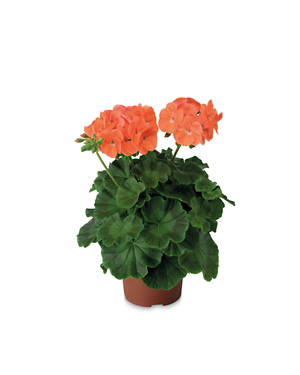 Geranium